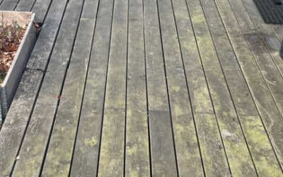 Grønne alger – hvad gør du?