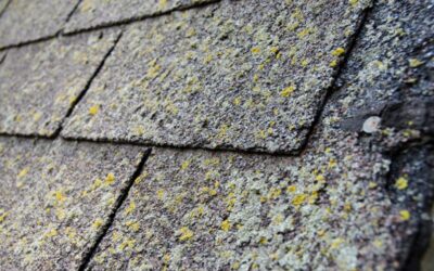 Algebehandling forlænger tagets levetid